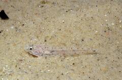 Pomatoschistus marmoratus