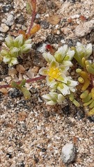 Microphyes litoralis