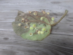 Pachypsylla celtidisasterisca