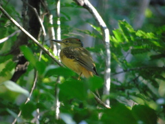 Onychorhynchus coronatus