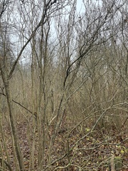 Syringa