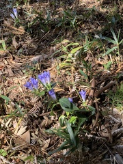 Gentiana sikokiana