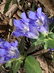 Gentiana sikokiana