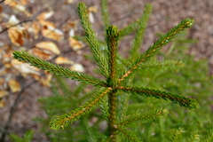 Picea orientalis
