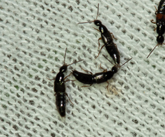 Staphylinidae