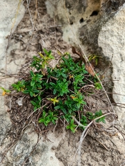 Helianthemum
