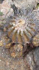 Copiapoa echinoides