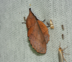 Gastropacha quercifolia