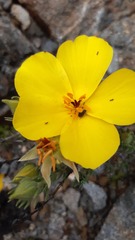 Balbisia peduncularis
