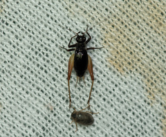 Trigonidium cicindeloides