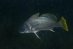 Sciaena umbra