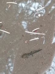 Pleurodelinae