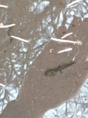 Pleurodelinae