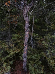 Pinus banksiana