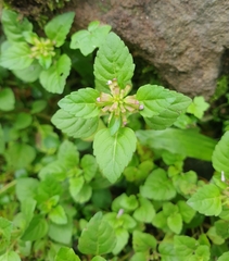 Clinopodium gracile