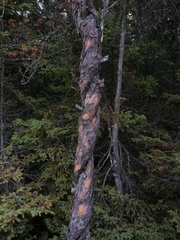Pinus banksiana