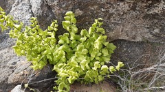 Adiantum chilense