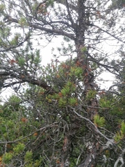 Pinus banksiana