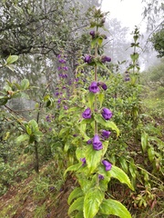 Penstemon gentianoides