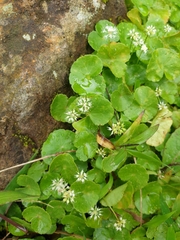 Hydrocotyle leucocephala
