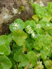 Hydrocotyle leucocephala