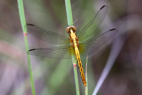 Plateau Dragonlet