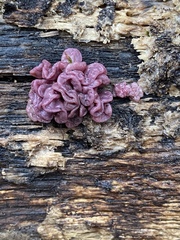 Ascocoryne sarcoides