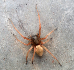 Trachelidae
