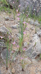 Olsynium scirpoideum