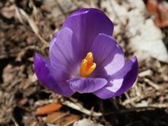 Crocus vernus