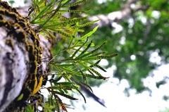 Microgramma percussa