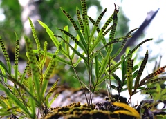 Microgramma percussa