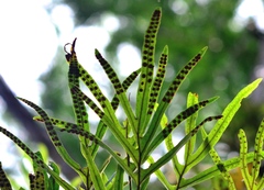 Microgramma percussa