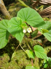 Begonia hirtella