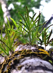 Microgramma percussa