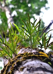 Microgramma percussa