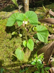 Begonia hirtella