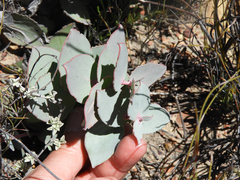 Protea amplexicaulis