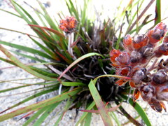 Dilatris corymbosa