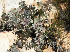 Protea amplexicaulis