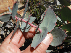Protea amplexicaulis