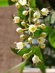 Schinus molle