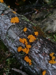 Dacrymyces chrysospermus