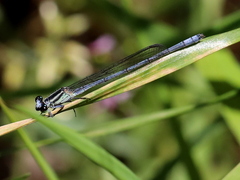 Pseudagrion kersteni
