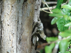 Sceloporus lundelli