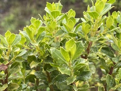 Baccharis conferta