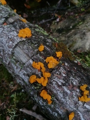 Dacrymyces chrysospermus