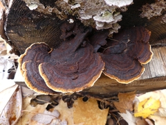 Gloeophyllum sepiarium