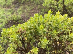 Baccharis conferta