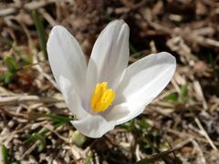 Crocus vernus
